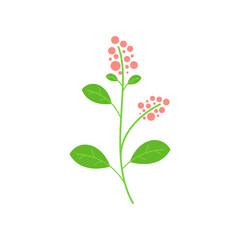 wildflower vector illustration on white backgroung