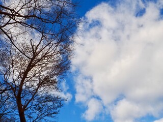 冬の木と雲