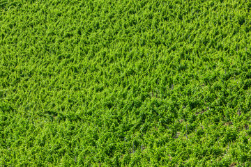 Weinberge im sommer im Fr&auml;nkischen Steigerwald