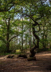 tree in the forest