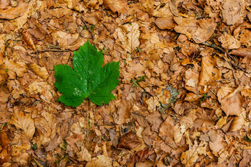 Grünes Ahornblatt in Herbstlaub auf dem Erdboden