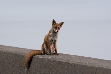 Fox looking at camera on the seaside Plain background