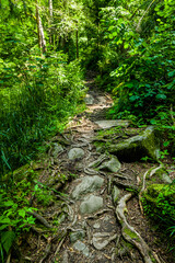 Wanderweg mit Felsen und Wurzeln im Wald