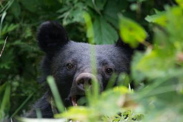 Yawning Asian Black Bear cute