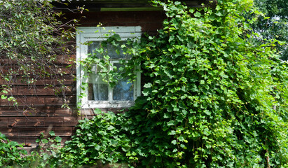 The wall of a tall wooden house is entirely entwined with grapevines. Original