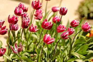 Pink and white tulips in the city botanical park