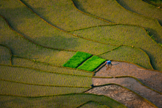 rice field bird view