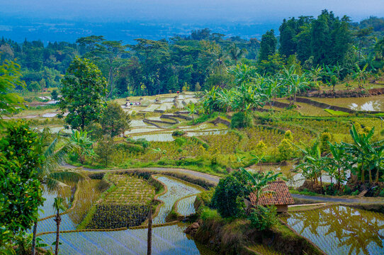 rice field
