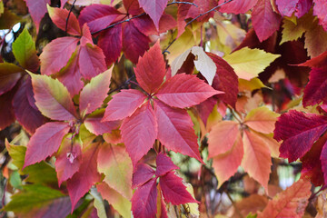 autumn texture-red grape leaves