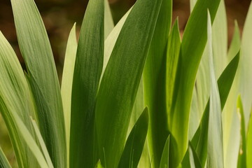 Large green leaves growing in a suburban botanical park