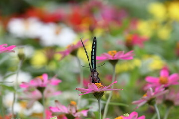 蝶, 花, むし, 自然, サマータイム, マクロ, 動物, 庭, 羽, 美しさ, 植える, 野生生物, オレンジ, 花, 蠅, アップ, とぶ, 羽, 美しい, 黄色, 色, 葉, ピンク, 植物, 動物相、アゲハ蝶、アオスジアゲハ