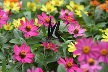 蝶, 花, むし, 自然, サマータイム, マクロ, 動物, 庭, 羽, 美しさ, 植える, 野生生物, オレンジ, 花, 蠅, アップ, とぶ, 羽, 美しい, 黄色, 色, 葉, ピンク, 植物, 動物相、アゲハ蝶、アオスジアゲハ