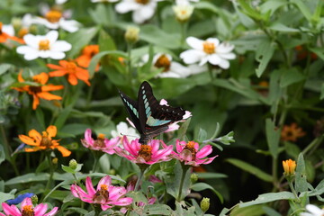 蝶, 花, むし, 自然, サマータイム, マクロ, 動物, 庭, 羽, 美しさ, 植える, 野生生物, オレンジ, 花, 蠅, アップ, とぶ, 羽, 美しい, 黄色, 色, 葉, ピンク, 植物, 動物相、アゲハ蝶、アオスジアゲハ