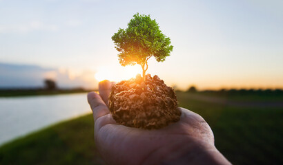 CSR concept with small tree on hand
