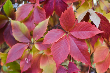 autumn texture-red grape leaves