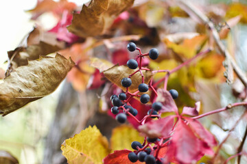 autumn leaves on the tree