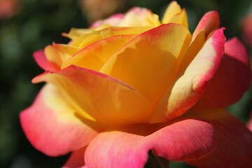 Fototapeta na wymiar yellow rose in the garden