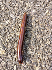 Macro shot of a millipede on the stone ground