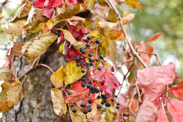 autumn leaves on the tree