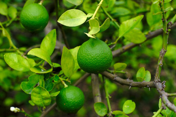 Fruit of lemon, on the branch