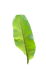back side view fresh banana green leaf. Beauty shape natural plant. isolated on white background with clipping path