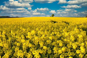 Landschaft mit Rapsfeldern im Frühling