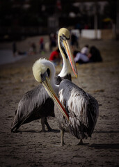 pelican on the beach