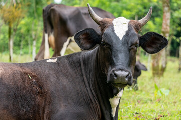 Obraz na płótnie Canvas Retratos de vacas en un rancho