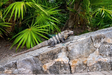 Close up of iguana lizard crawling on stone in Xcaret ecotourism park. Alert camouflaged iguana lizard on rocky forest wall