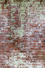 Texture d'un vieux mur de briques avec de la mousse dessu
