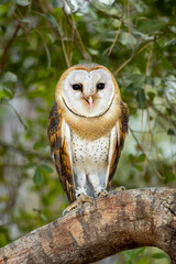 Barn Owl from South Africa sitting on a tree stump in a sanctuary in the Garden Route
