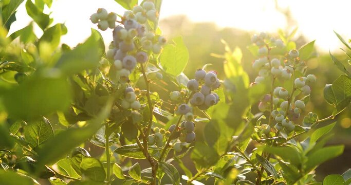 Blueberry bush on sunset, organic ripe with succulent berries, just ready to pick, Blueberries plant growing in a garden field, . Blue berry hanging on a branch, Bio, organic healthy food