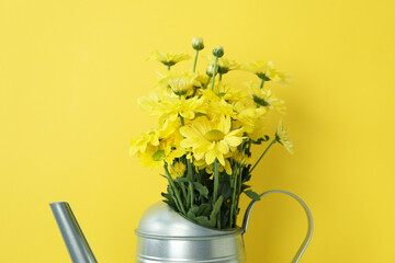 Watering can with chrysanthemums on yellow background