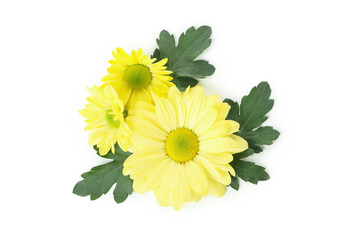 Beautiful yellow chrysanthemums isolated on white background