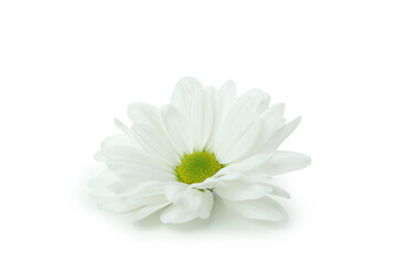 Beautiful white chrysanthemum isolated on white background