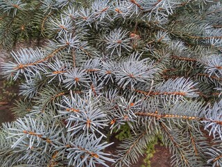 Naklejka na ściany i meble Close-up photo of blue spruce twigs