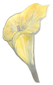 recommend clip art: Illustration of a yellow gouache with a silver outline of a calla flower