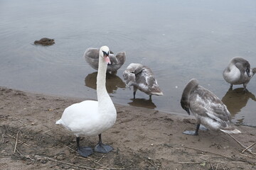 Obraz premium Swans, Sebezhskoe Lake, Pskov region, Russia