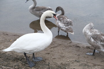 Swans, Sebezhskoe Lake, Pskov region, Russia