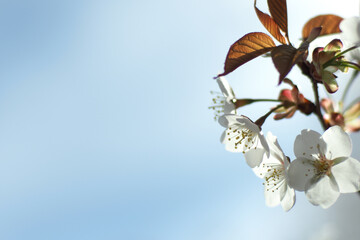 さくらと青空