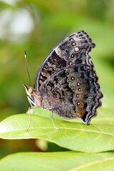 butterfly on a leaf