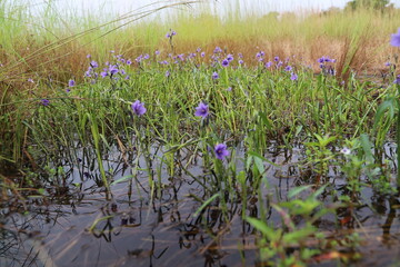 flowers in the grass
