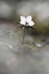 たたずむ一輪の節分草