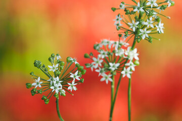 ハナニラとヒガンバナの競演