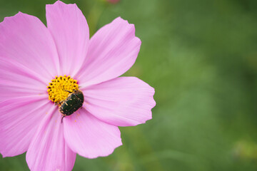 コスモスとハナムグリ