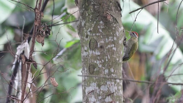 Feeding video of male streak-throated Woodpecker .(without editing) 
