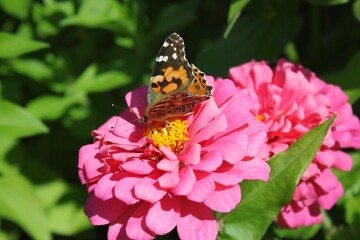 Beautiful monarch butterfly on flower