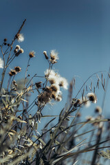 background of dried flowers on the sky background