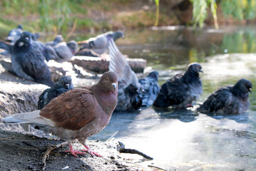 City pigeons swim in a puddle