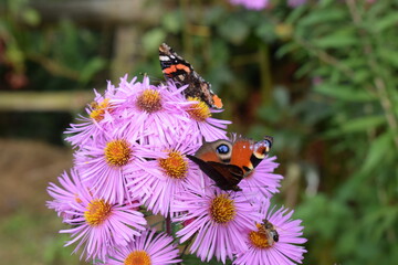 Tagpfauenauge und Admiral auf lila Blüten